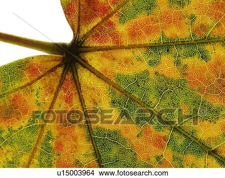Picture - Autumn leaf. Fotosearch
