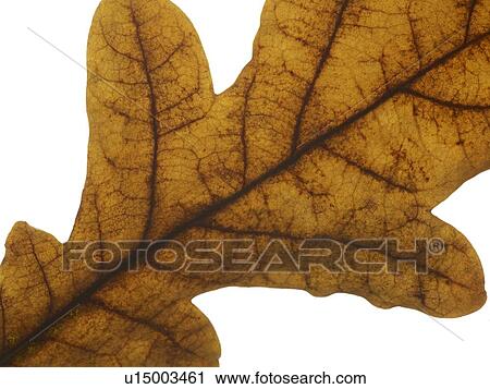 Stock Image - Autumn leaf. Fotosearch