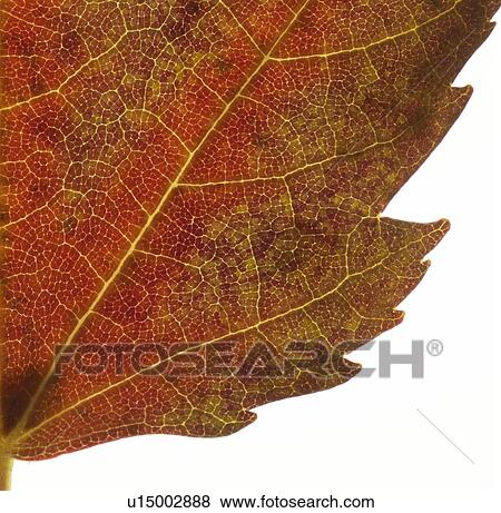 Autumn leaf View Large Photo Image Stock Photo - Autumn leaf. Fotosearch