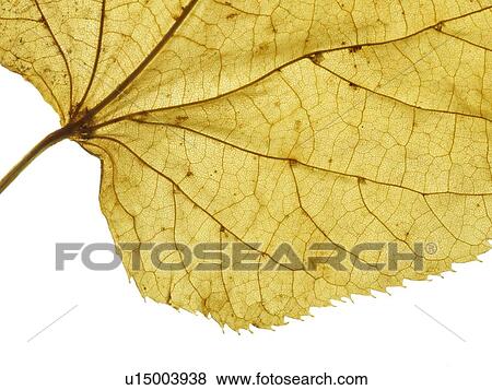 Autumn leaf View Large Photo Image Stock Photo - Autumn leaf. Fotosearch
