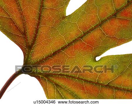 Autumn leaf View Large Photo Image Stock Photograph - Autumn leaf. Fotosearch