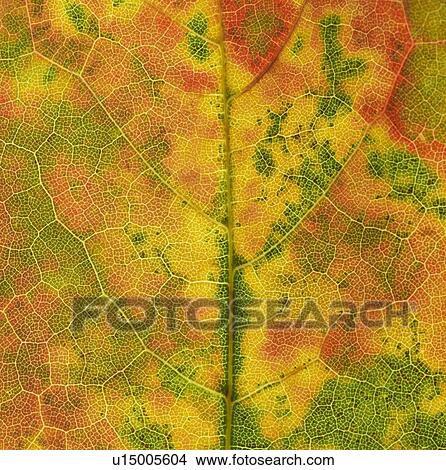 Autumn leaf veins View Large Photo Image Picture - Autumn leaf veins. Fotosearch