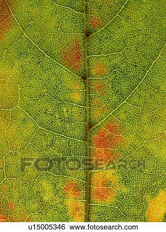 Stock Photograph - Autumn leaf veins. Fotosearch