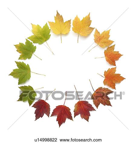 Autumn leaves in a circle View Large Photo Image Stock Image - Autumn leaves in a circle. Fotosearch