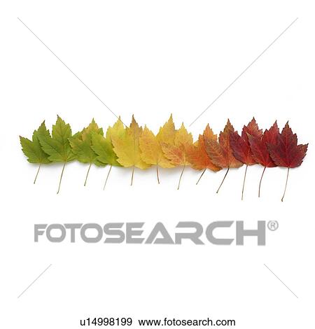 Autumn leaves in a row View Large Photo Image Stock Photo - Autumn leaves in a row. Fotosearch