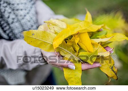 Autumn leaves in hand View Large Photo Image Stock Photo - Autumn leaves in hand. Fotosearch