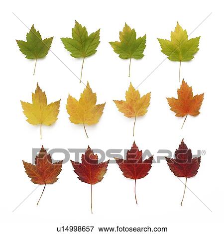 Stock Photo - Autumn leaves in rows. Fotosearch