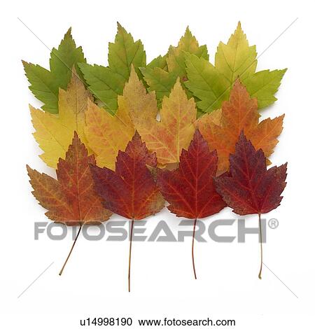 Stock Image - Autumn leaves overlapping. Fotosearch