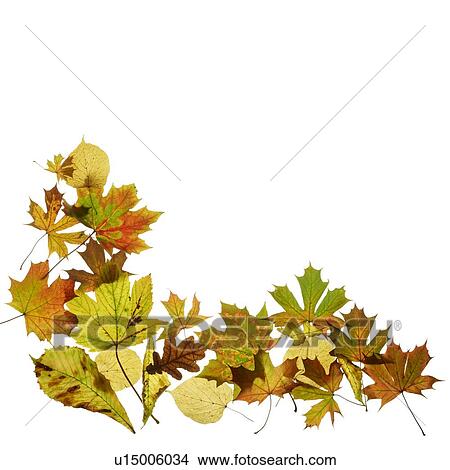 Autumn leaves View Large Photo Image Picture - Autumn leaves. Fotosearch