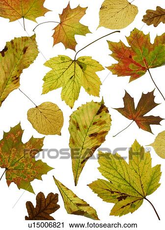 Autumn leaves View Large Photo Image Stock Image - Autumn leaves. Fotosearch
