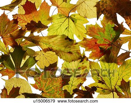 Stock Photo - Autumn leaves. Fotosearch