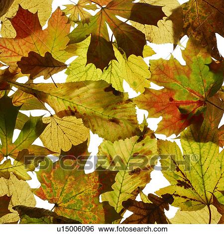 Stock Photograph - Autumn leaves. Fotosearch