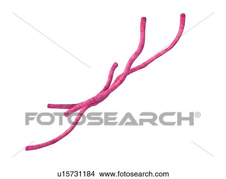 Picture - Bacillus anthracis bacteria. Fotosearch