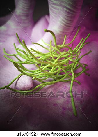 Stock Photo - Bacillus anthracis bacteria. Fotosearch