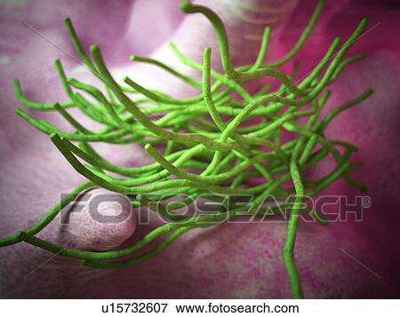 Stock Photo - Bacillus anthracis bacteria. Fotosearch