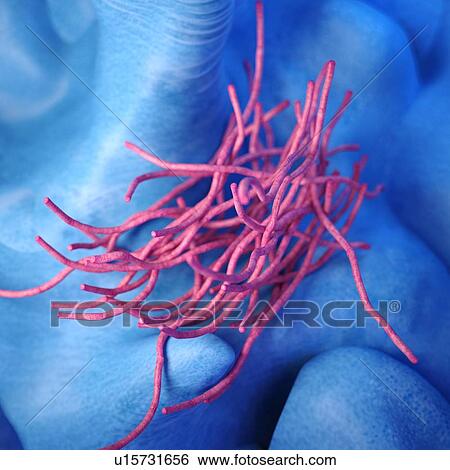 Stock Photograph - Bacillus anthracis bacteria. Fotosearch