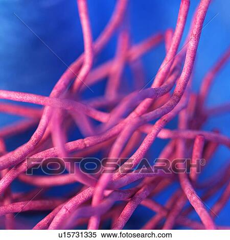 Stock Photography - Bacillus anthracis bacteria. Fotosearch