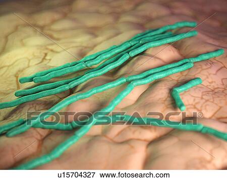 Stock Photo - Bacillus cereus bacteria. Fotosearch