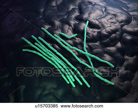 Bacillus cereus bacteria View Large Photo Image Stock Photography - Bacillus cereus bacteria. Fotosearch