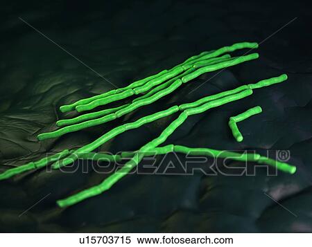 Stock Photography - Bacillus cereus bacteria. Fotosearch