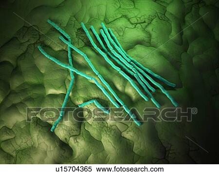 Stock Photography - Bacillus cereus bacteria. Fotosearch