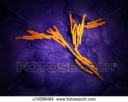 Picture - Bacteria. Fotosearch