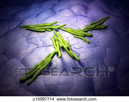 Bacteria View Large Photo Image Picture - Bacteria. Fotosearch