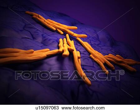 Bacteria View Large Photo Image Stock Image - Bacteria. Fotosearch
