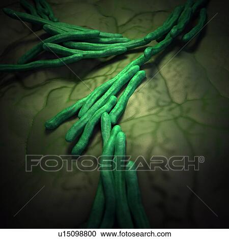 Stock Image - Bacteria. Fotosearch
