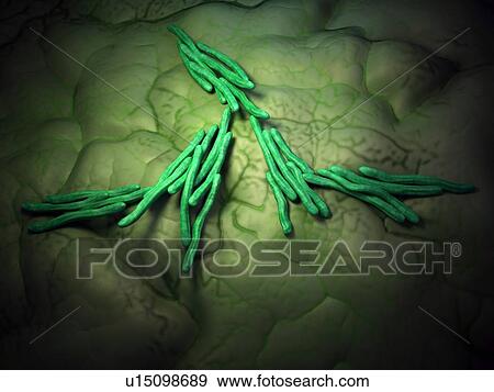 Bacteria View Large Photo Image Stock Photo - Bacteria. Fotosearch