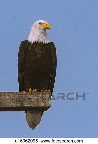 Stock Photography - Bald Eagle. Fotosearch
