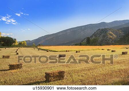 Bales of hay drying on fields View Large Photo Image Stock Image - Bales of hay drying on fields. Fotosearch