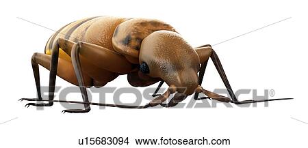 Picture - Bed bug. Fotosearch