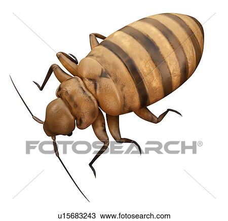 Bed bug View Large Photo Image Stock Image - Bed bug. Fotosearch