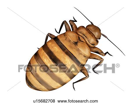 Stock Photo - Bed bug. Fotosearch