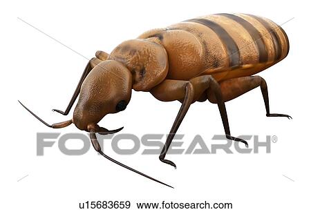 Bed bug View Large Photo Image Stock Photo - Bed bug. Fotosearch