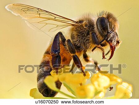 Stock Image - Bee. Fotosearch