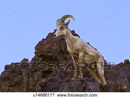 Big Horn Sheep View Large Photo Image Stock Photo - Big Horn Sheep. Fotosearch