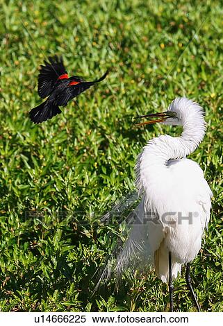 Birds View Large Photo Image Stock Photography - Birds. Fotosearch