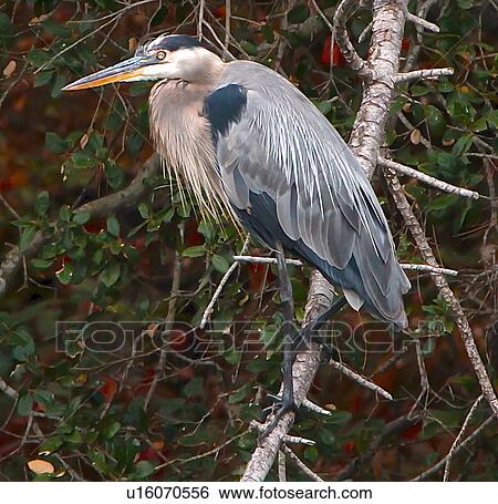 Stock Photograph - Blue heron. Fotosearch