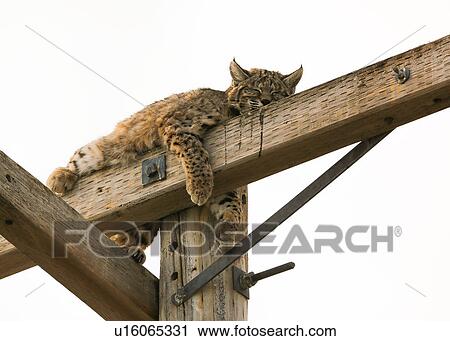 Stock Image - Bobcat. Fotosearch