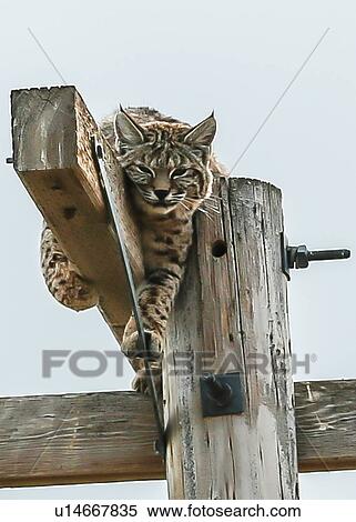 Bobcat View Large Photo Image Stock Photography - Bobcat. Fotosearch