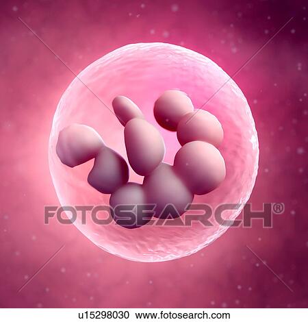 Bone marrow cell View Large Photo Image Stock Image - Bone marrow cell. Fotosearch