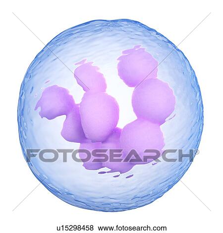 Stock Photo - Bone marrow cell. Fotosearch