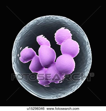 Stock Photograph - Bone marrow cell. Fotosearch