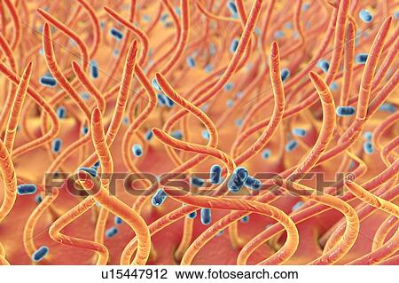 Bordetella pertussis, illustration View Large Photo Image Stock Image - Bordetella pertussis, illustration. Fotosearch