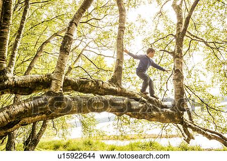 Boy (6-7) climbing branch View Large Photo Image Picture - Boy (6-7) climbing branch. Fotosearch