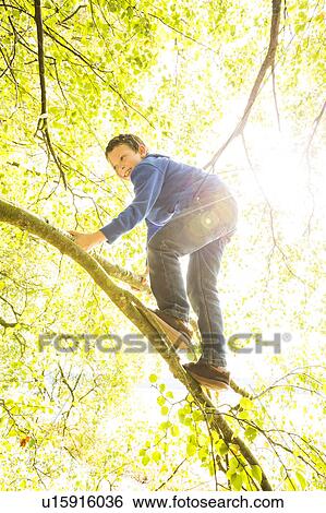 Boy (6-7) climbing branch View Large Photo Image Stock Photograph - Boy (6-7) climbing branch. Fotosearch