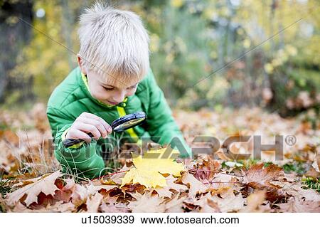 Boy examining autumn leaf View Large Photo Image Stock Photo - Boy examining autumn leaf. Fotosearch