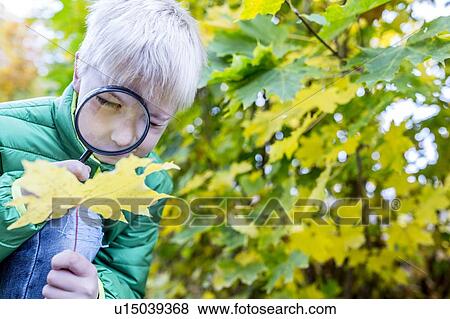 Boy examining autumn leaf View Large Photo Image Stock Photo - Boy examining autumn leaf. Fotosearch